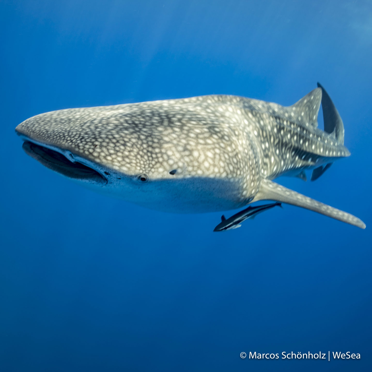 3. Copy of 19-08-10 Whale Shark WS IG 005